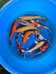 JAPAN KOI IMPORT 36-45cm  780 per koi ( do refer our product details )