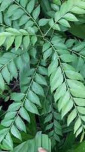 pohon DAUN KARI