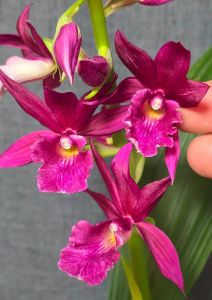 Cây giống Địa Lan Hạc ĐỈNH HOA ĐỎ ( hoa nở tết)