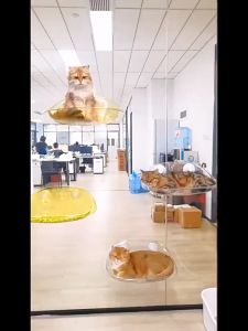 Cat Floating Bed Strong Bearing Cat Window Hammock With Suction Cup Wall Mounted Cat Bed Stable