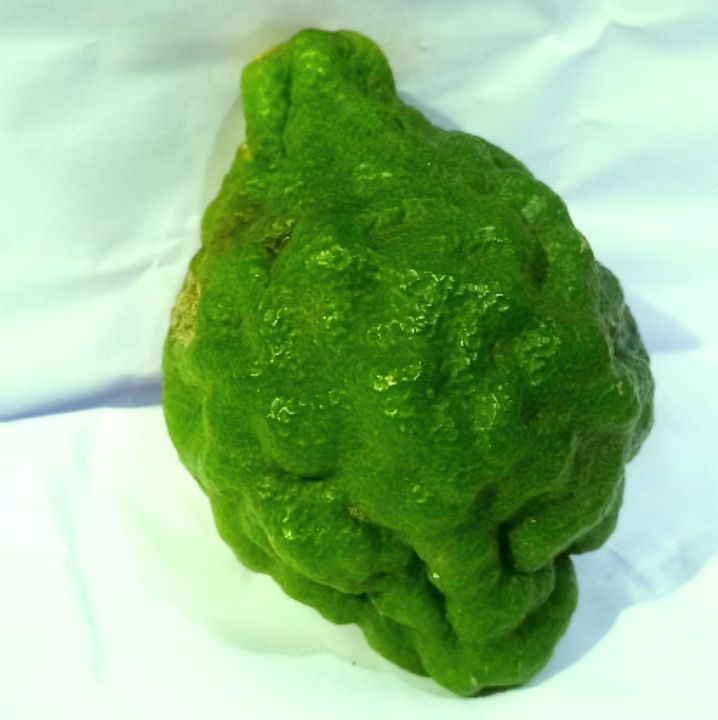 Jeruk Purut Jantan 1 Kg