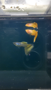 🐟Ajelis Guppy🐟 Metal Yellow Lace Guppy 金属黄蕾丝孔雀鱼 - Aquarium Ornamental Fish Tuxedo Guppy Ikan Hiasan 孔雀鱼 大尾巴 三角尾 金属 蕾丝