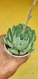 ต้นไม้อวบน้ำ กุหลาบหิน Echeveria Simulans Ascension กระถางต้นไม้ 4 นิ้ว  #succulent #เมล็ดพันธุ์พืช