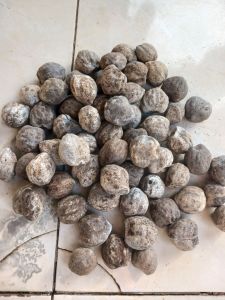 50 gram Kemiri Cangkang Utuh / Kemiri Masih Ada Kulit / Kemiri / Kemiri Cangkang