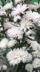 🌱ต้นมาร์กาเร็ตพันธุ์ญี่ปุ่น เพาะชำแล้ว