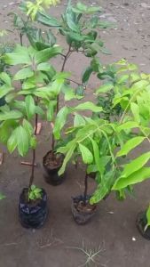 Bibit Kelengkeng Diamond