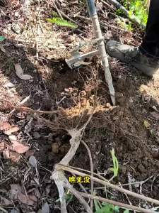 Multipurpose Tree Root Puller Ground Clearing Implement Featuring Reinforced Construction For Rough Root Removal Tasks