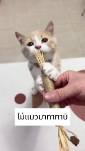 🐱ไม้แมวเมา มาทาทาบิ อันใหญ่ ขัดฟันแมว มาทาบิ สำหรับแมว แคทนิปญี่ปุ่น ไม้แมวเมา ไม้ขัดฟัน ก้านมาทาทาบิ ไม้แปรงฟันแมว