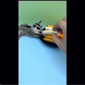 Sugar Glider Sausage