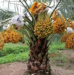 Selamat Datang Ditoko Kami Bibit Kurma Tropis Ajwa Usia 7 Bulan Sudah Terbukti Ya Jenis Ajwa Bisa Berbuah Rimbun  Di Indonesia Bisa Ditanam Pot Atau Di Kebon  Pemesanan Bisa COD Bayar Di Tempat