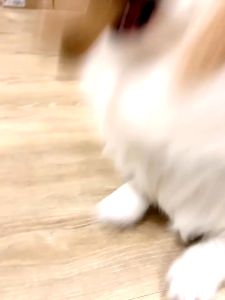 狗狗玩具鹿角磨牙棒小中大型犬柯基法斗耐咬宠物玩具自嗨解闷神器 Dog Dental Toy Dog Toys