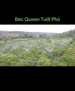 Béc Queen Tưới Phủ Meganet Senninger Tưới Cây Cà Phê Cây Ăn Trái Bán Kính 7-12m