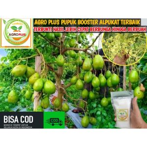 Pupuk AGRO PLUS: Solusi Terbaik untuk Pertumbuhan Bunga & Buah