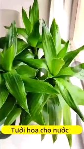 Phân bón dinh dưỡng đa năng cho cây trồng cây mọng nước cây cảnh cây ăn quả rau màu dung tích 500ml