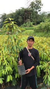 Bibit Durian Musang King Bersertifat Resmi Tinggi 40 - 100 Cm – Cepat Berbuah Unggul & Berkualitas