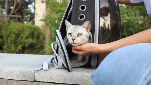 BOB PET Cat Bag Carrier: A High-Quality Travel Companion