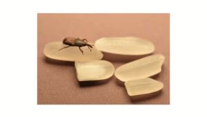 Jiangsu Cyflux® 5 EW Insecticide Cyfluthrin Pesticide Odorless for Cockroaches Mosquitoes Rice Weevils & Other Pests