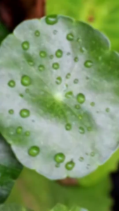 Glad2Glow Centella Salicylic Acid Acne Gel Cleanser facial wash skincare