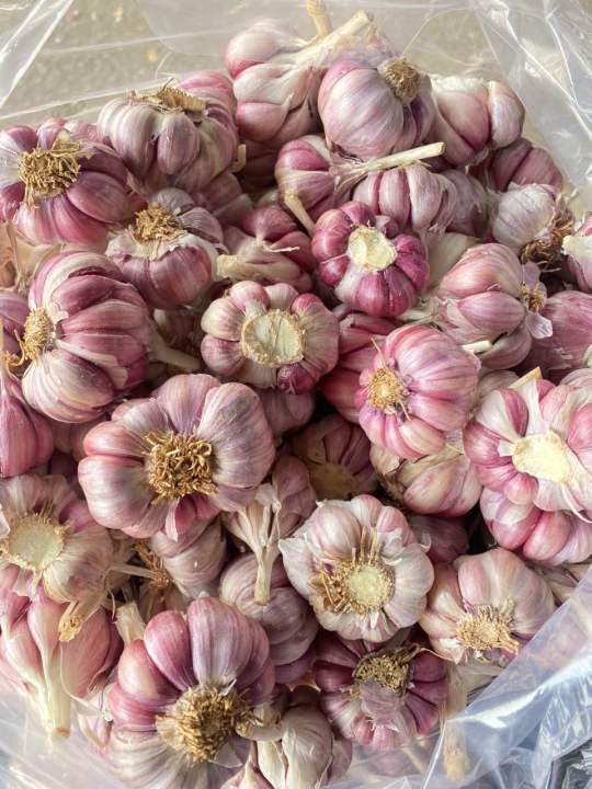 (Mi%E1%BB%85n%20ph%C3%AD%20ship%20100%25)%20#1Kg%20t%E1%BB%8Fi%20t%C3%ADm%20%C4%91%C3%A0%20l%E1%BA%A1t%20th%C6%A1m%20ngon,%C4%91%E1%BA%A1t%20chu%E1%BA%A9n%20lo%E1%BA%A1i%201(t%E1%BB%8Fi%20c%C3%B4%20%C4%91%C6%A1n,t%E1%BB%8Fi%20l%C3%BD%20s%C6%A1n,t%E1%BB%8Fi%20t%C3%ADm,h%C3%A0nh%20t%C3%ADm%20l%C3%BD%20s%C6%A1n,h%C3%A0nh%20t%C3%ADm%20phan%20rang,h%C3%A0nh%20t%C3%ADm%20%E1%BA%A5n%20%C4%91%E1%BB%99%20-%20Image%207