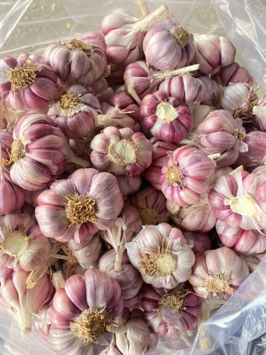 (Mi%E1%BB%85n%20ph%C3%AD%20ship%20100%25)%20#1Kg%20t%E1%BB%8Fi%20t%C3%ADm%20%C4%91%C3%A0%20l%E1%BA%A1t%20th%C6%A1m%20ngon,%C4%91%E1%BA%A1t%20chu%E1%BA%A9n%20lo%E1%BA%A1i%201(t%E1%BB%8Fi%20c%C3%B4%20%C4%91%C6%A1n,t%E1%BB%8Fi%20l%C3%BD%20s%C6%A1n,t%E1%BB%8Fi%20t%C3%ADm,h%C3%A0nh%20t%C3%ADm%20l%C3%BD%20s%C6%A1n,h%C3%A0nh%20t%C3%ADm%20phan%20rang,h%C3%A0nh%20t%C3%ADm%20%E1%BA%A5n%20%C4%91%E1%BB%99%20-%20Image%207