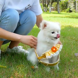 ( Kèm chuông) Yếm có dây dắt mẫu caro hoạ tiết thêu cho chó mèo