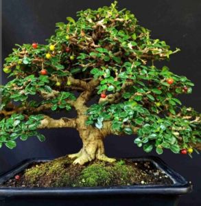 PROMO (isi 2) bahan stek hokiantea mikro / arcia #stek batang hokiantea