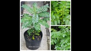 Cây cà ri ăn lá giống Ấn Độ được ưa thích cho các món nướng