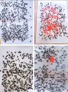 🔥COD🔥 Fly Trap Sticky Paper Large Fly Glue Board for Indoor Outdoor Flies Glue Catcher Bugs