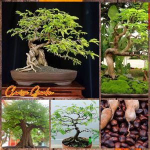 30 BUTIR BIJI/BENIH ASAM JAWA ( BAHAN BONSAI )