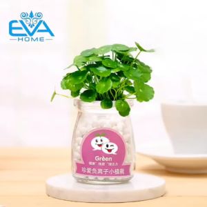 Chậu Cây Thủy Tinh Mini Bóng Cacbon Tròn Kèm Hạt Giống Cỏ Lá Đồng Xu / Đồng Tiên