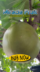 Miracle Fruit Plant Calabash Tree Seedling & Cuttings – Fast-Growing Easy to Grow Ready for Plant