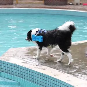 HamshMoc Multifunctional Pet Life Jacket Water Resistant Dual Flotation Design Lift Handle Dog Safety Vest For Beach Swimming