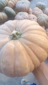 SUPREMA F1 - Benih bibit biji labu waluh super hibrida sayur buah Cap Panah Merah