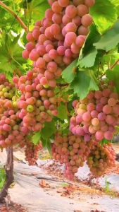 Bibit Anggur Merah Super Manis