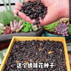 Hydrangea | Flower Seed 绣球花 | 花卉种子 Soil cultivation can cultivate rapidly growing seeds throughout the four seasons四季可种植 快速生长的种子