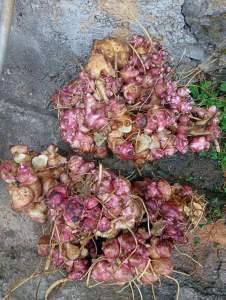 Rimpang ubi yacon siap semai 100-140 gram rimpang super