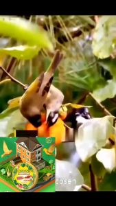 ที่ไล่นก ก้อนไล่นก ไล่นกพิราบ นกได้กลิ่นแล้วบินหนีไป ไล่นกได้ง่าย ยาเม็ดการบูรทำจากสารสกัดธรรมชาติ ในร่ม ไล่แมลงสาบ ไล่แมลง ไม่เป็นอันตราย