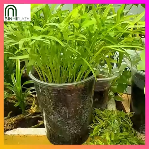 BinhiPLAZA™ - Kangkong Seeds for Planting Vegetable Plants (50 Seed) + Instructions for Ling-Ling Water Spinach F1