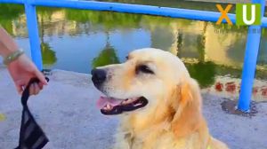 Dog Mouth Cover Pet Adjustable Muzzle Soft Nylon Mask Anti Bark Breathable