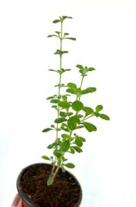 Italian Oregano Herb Plant w FREE LOCAL OREGANO CUTTING