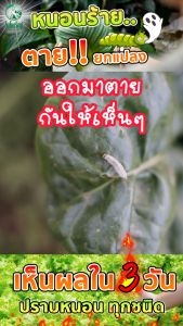 บีที กำจัดหนอนสวนทุเรียน ป้องกันหนอนกอข้าว ฆ่าหนอนข้าวโพด ปราบหนอนทำลายผลผลิต