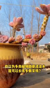 JCLSGP 卡纳玛朵 Keymado Succulents Bud Growth Hormone Succulent Leaf Propagation 600ml