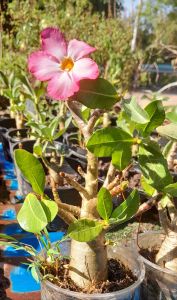 ชวนชมราชินีดำดอกดกในกระป๋อง6นิ้ว