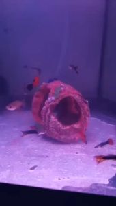 ตู้ปลา เรซิ่นใช้ตกแต่งตู้ปลา อุปกรณ์ตกแต่งตู้ปลา ตู้โชว์ปลาน้ำจืด ปลาทะเล