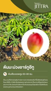 จิตตรา ต้นพันธุ์มะม่วงอาร์ทูอีทู มะม่วงR2E2 เสียบยอดสูง 60-80 cm ปลูกปีเดียวติดลูก พร้อมส่ง เครมฟรี ต้นพันธุ์ผลไม้