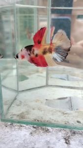 Multicolour Aoc Betta fish for Aquascape Decoration