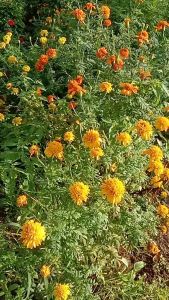 Twinsdaily | Benih Bunga Phyllis African Marigold Yellow