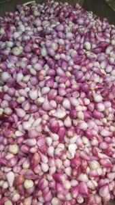 Bawang Merah Kupas 500 Gram LPJ