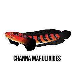 Channa Red Barito 5cm +-