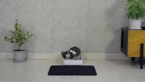 Areca Pet Cat Litter Mat Double Layer Cat Mat Eva Trapping Mat Waterproof Carpet Kucing Easy Clean